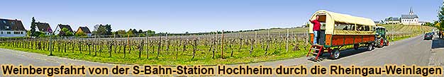 Weinbergfahrt im Weinbaugebiet Rheingau mit Traktor und Planwagen inklusive Weinprobe